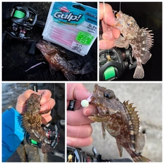 カサゴの釣果