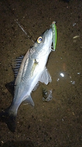 久慈川河口