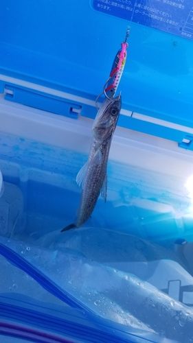 エソの釣果