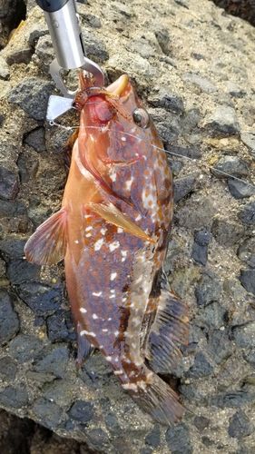 キジハタの釣果