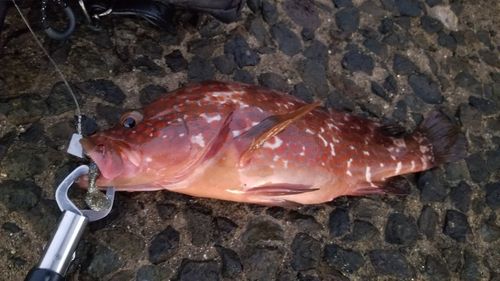 キジハタの釣果