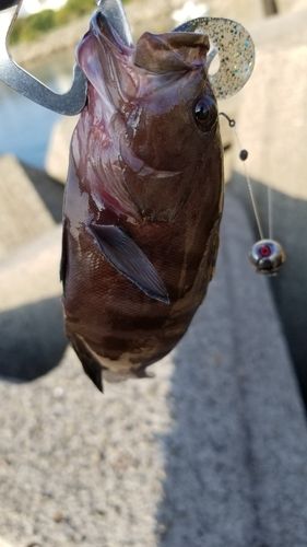 ヤミハタの釣果