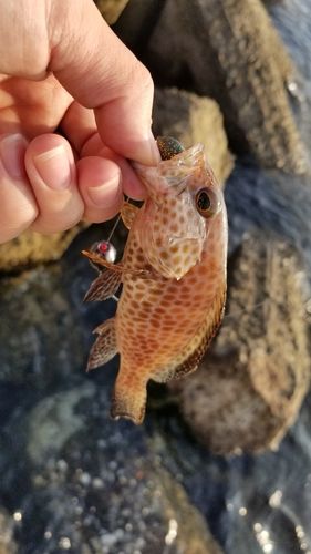 オオモンハタの釣果