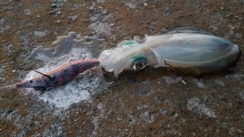 アオリイカの釣果