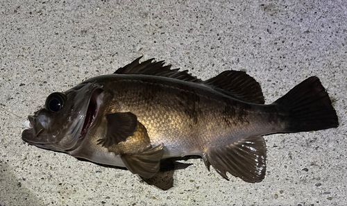 メバルの釣果