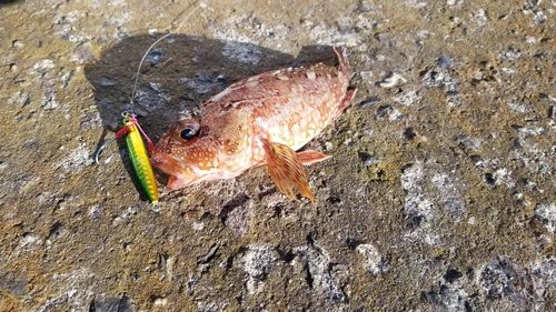 カサゴの釣果