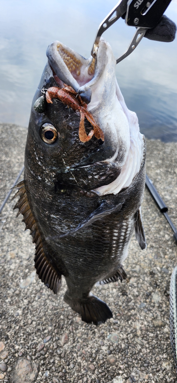DAIWA 21ラブラックス AGS 96Mの最安値・インプレ・釣果 | 本音