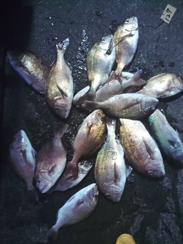 マダイの釣果