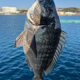 チヌ