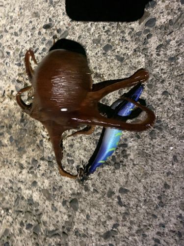 マダコの釣果
