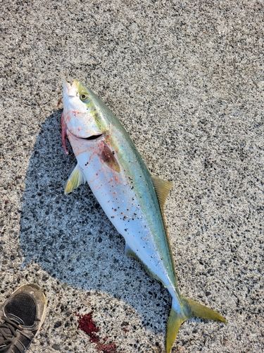 ブリの釣果
