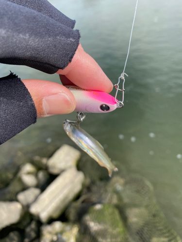 チアユの釣果