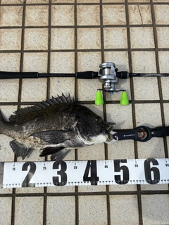 チヌの釣果