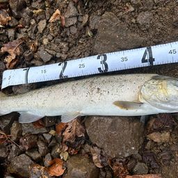 ブラウントラウト