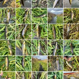 ブラウントラウト