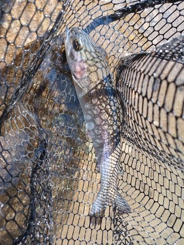 ニジマスの釣果
