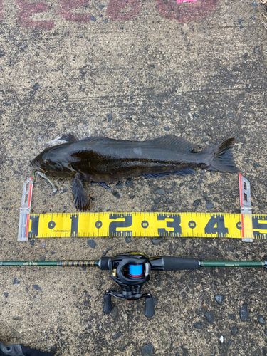 アイナメの釣果