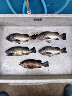 メバルの釣果