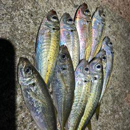 マアジ