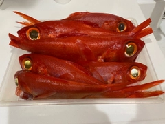 キンメダイの釣果