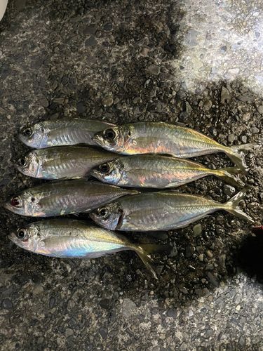 アジの釣果
