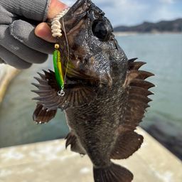 オウゴンムラソイ