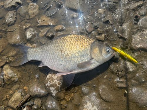ヘラブナの釣果