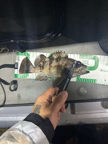 シロメバルの釣果