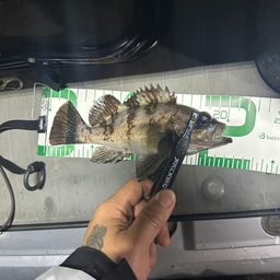 シロメバル