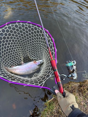ニジマスの釣果