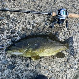 スモールマウスバス