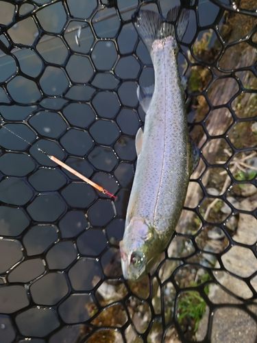 ニジマスの釣果