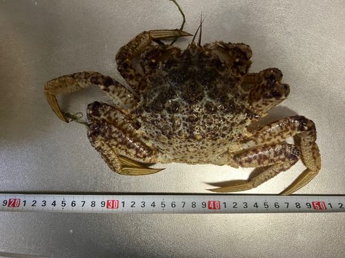 クリガニの釣果