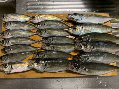 アジの釣果