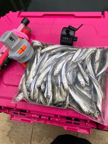 ワカサギの釣果