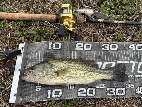 ブラックバスの釣果