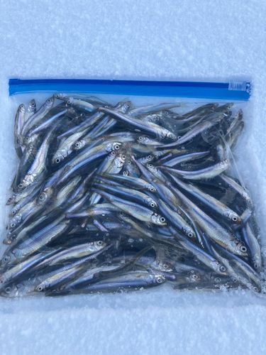ワカサギの釣果