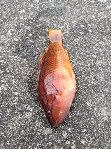 アカササノハベラの釣果