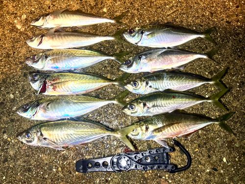 マアジの釣果