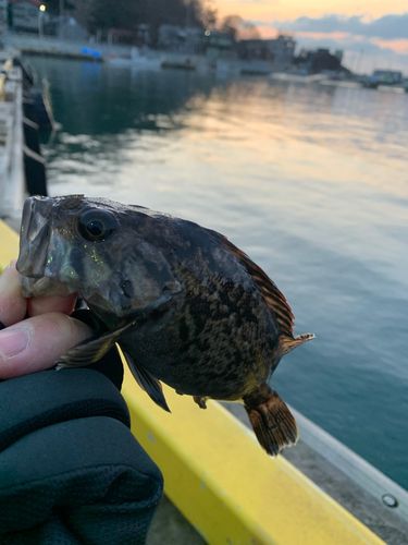 クロソイの釣果
