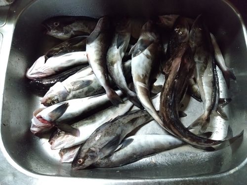 ホッケの釣果