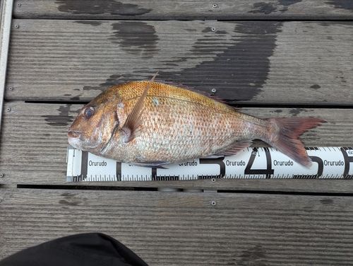 マダイの釣果