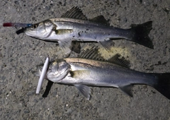 シーバスの釣果