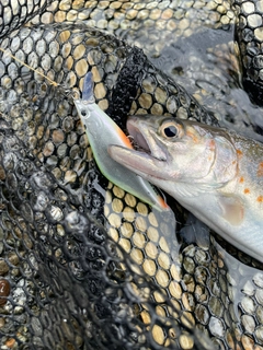 アマゴの釣果