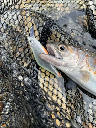 アマゴの釣果