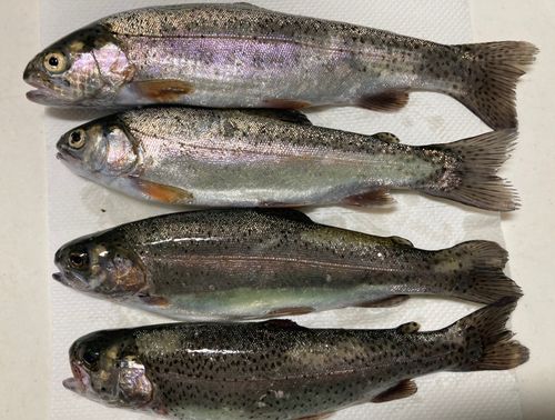 ニジマスの釣果