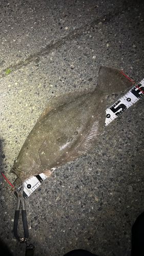 ヒラメの釣果