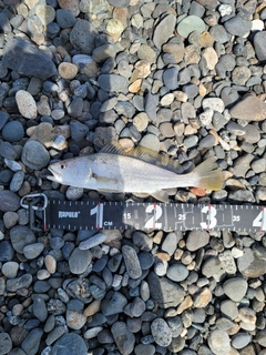 ニベの釣果
