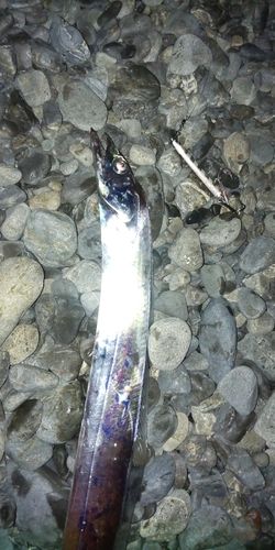タチウオの釣果