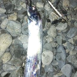 タチウオ